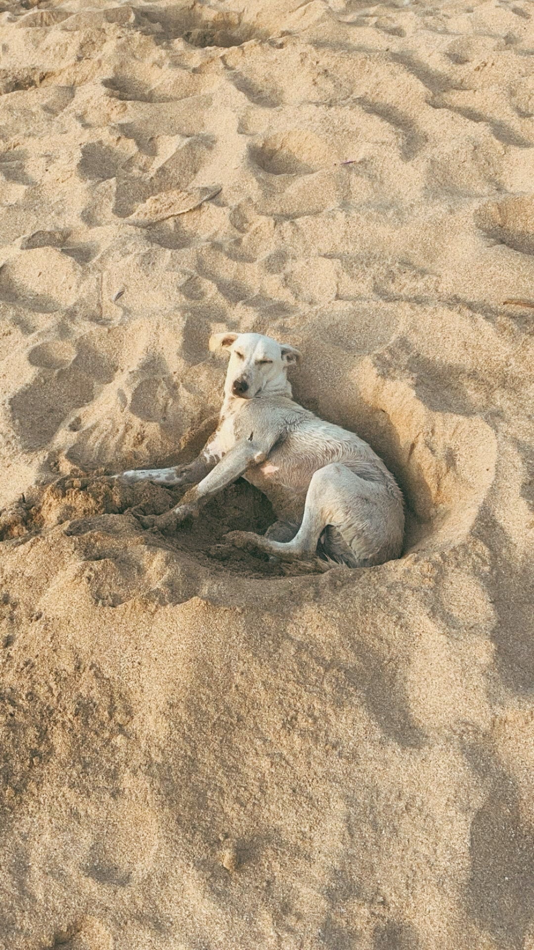 Lombok Animal Care